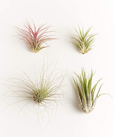 Shop Succulents | Unique Collection of Live Air Plants, Hand Selected Variety of Different Species | Collection of 6