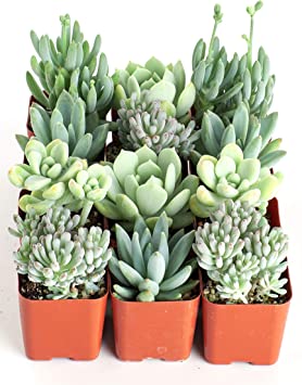 Shop Succulents | Soft Blue Collection | Assortment of Hand Selected, Fully Rooted Live Indoor Succulent Plants, 12-Pack