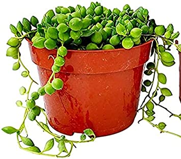 Fat Plants San Diego Succulent Plant(s) Trailing Succulent Collection Fully Rooted in 4 inch Planter Pots with Soil (1, Pearls)