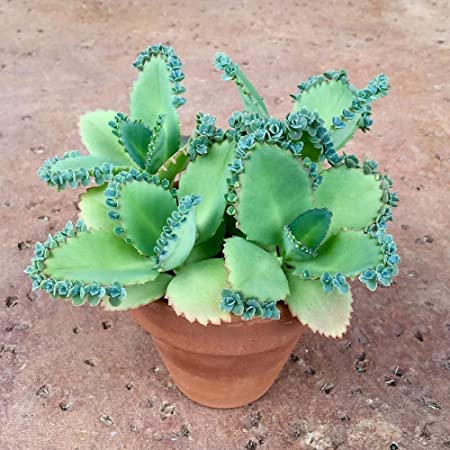 3 Mother of thousands Kalanchoe daigremontiana~mexican hat plant succulent