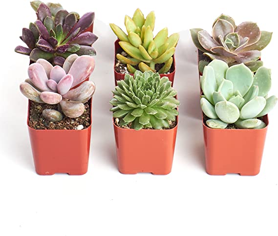 Shop Succulents | Unique Collection | Assortment of Hand Selected, Fully Rooted Live Indoor Succulent Plants, 6-Pack B