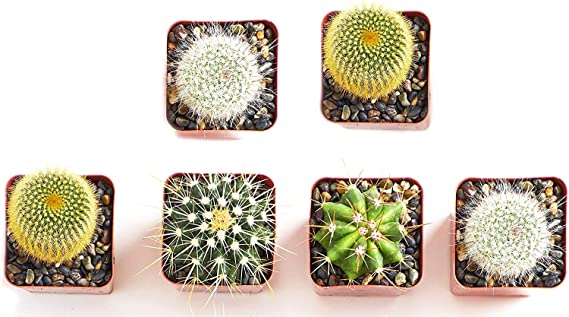 Shop Succulents | Can't Touch This Collection | Assortment of Hand Selected, Fully Rooted Live Indoor Cacti Plants, 6-Pack,