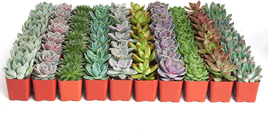 Shop Succulents | Radiant Rosette Collection | Assortment of Hand Selected, Fully Rooted Live Indoor Rose-Shaped Succulent Plants, 32-Pack