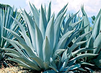 Blue Agave Live Rooted Succulent Plant Thorned 5-8 Inches Tall 1-2 Years Old Cold Hardy Drought Resistant Easy-to-Grow (1 Plant Pack)