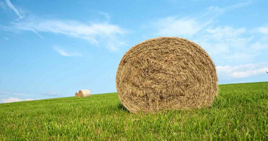 bales of hay in green grass