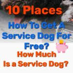 How to get a service dog - Frugal Reality